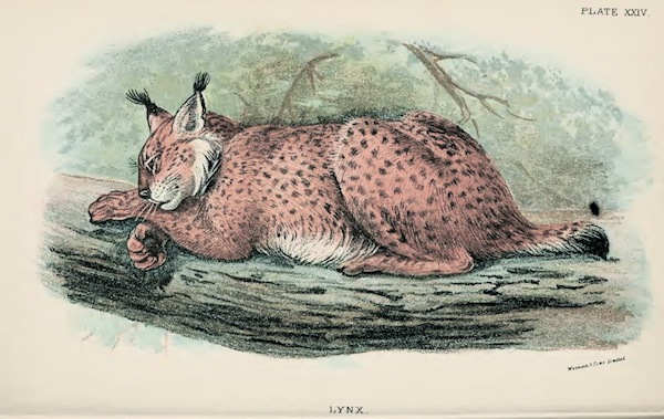 Richard Lydekker, Lynx (1896)