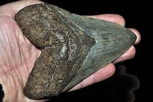 tand van een megalodon - foto: Géry Parent @ Wikimedia Commons, CC by-sa